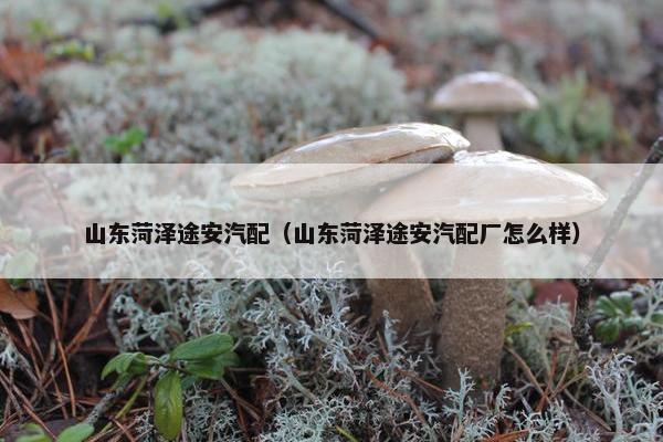 山东菏泽途安汽配（山东菏泽途安汽配厂怎么样）