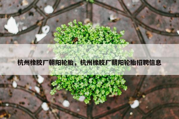 杭州橡胶厂朝阳轮胎，杭州橡胶厂朝阳轮胎招聘信息