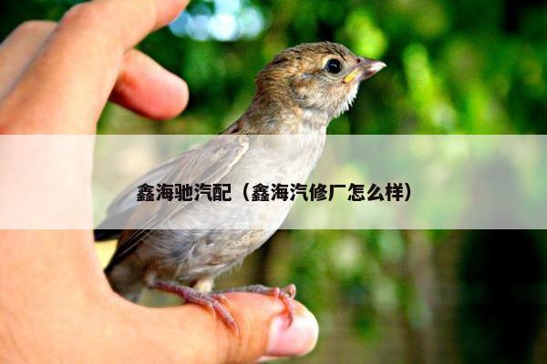 鑫海驰汽配（鑫海汽修厂怎么样）